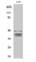 Sox-8/9/17/18 Polyclonal Antibody