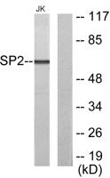 Sp2 Polyclonal Antibody