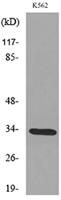 SP-A Polyclonal Antibody