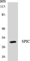 Spi-C Polyclonal Antibody