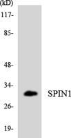 Spindlin-1 Polyclonal Antibody