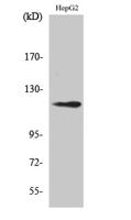 SPT16 Polyclonal Antibody