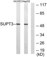 SPT3 Polyclonal Antibody