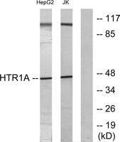 SR-1A Polyclonal Antibody