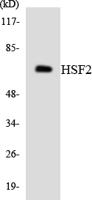 HSF2 Polyclonal Antibody