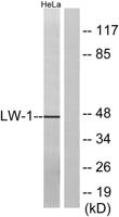 HSFX1 Polyclonal Antibody