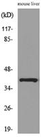 Aldolase C Polyclonal Antibody