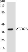 Aldolase A Polyclonal Antibody