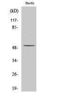 ALDH3B1 Polyclonal Antibody