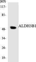 ALDH3B1 Polyclonal Antibody