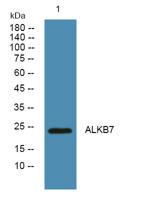 ALKB7 Polyclonal Antibody