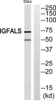 ALS Polyclonal Antibody