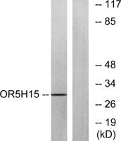 Olfactory receptor 5H15 Polyclonal Antibody