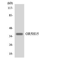 Olfactory receptor 5H15 Polyclonal Antibody