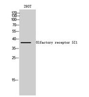 Olfactory receptor 5I1 Polyclonal Antibody