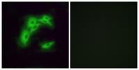 Olfactory receptor 5I1 Polyclonal Antibody