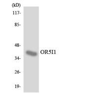 Olfactory receptor 5I1 Polyclonal Antibody