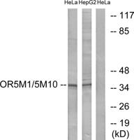 Olfactory receptor 5M1/5M10 Polyclonal Antibody