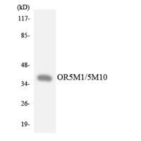 Olfactory receptor 5M1/5M10 Polyclonal Antibody