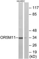 Olfactory receptor 5M11 Polyclonal Antibody