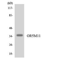 Olfactory receptor 5M11 Polyclonal Antibody