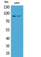 HSP 90 Polyclonal Antibody