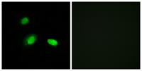 HSP β2 Polyclonal Antibody