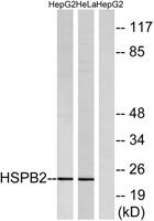 HSP β2 Polyclonal Antibody