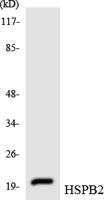 HSP β2 Polyclonal Antibody