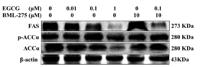 ACCα (phospho Ser80) Polyclonal Antibody