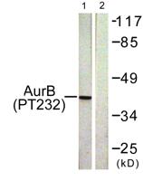 ARK-2 (phospho Thr232) Polyclonal Antibody