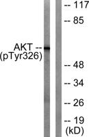 Akt (phospho Tyr326) Polyclonal Antibody