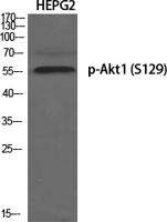 Akt1 (phospho Ser129) Polyclonal Antibody