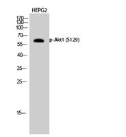 Akt1 (phospho Ser129) Polyclonal Antibody