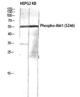 Akt1 (phospho Ser246) Polyclonal Antibody