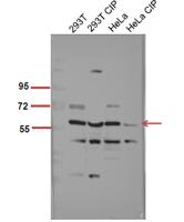 Akt1 (phospho Ser246) Polyclonal Antibody