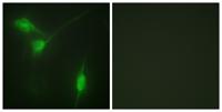 Akt1 (phospho Ser246) Polyclonal Antibody