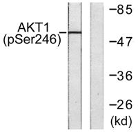 Akt1 (phospho Ser246) Polyclonal Antibody