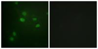 Histone H3 (phospho Thr11) Polyclonal Antibody