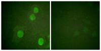 Histone H4 (phospho Ser47) Polyclonal Antibody