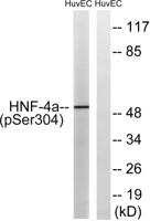 HNF4-α (phospho Ser313) Polyclonal Antibody