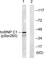 hnRNP C1/2 (phospho Ser260) Polyclonal Antibody