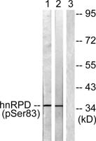 hnRNP D0 (phospho Ser83) Polyclonal Antibody