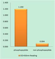 HP1α (phospho Ser92) Polyclonal Antibody