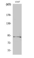 Sp1 (phospho Thr739) Polyclonal Antibody