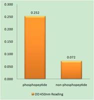 SphK2 (phospho Thr614) Polyclonal Antibody