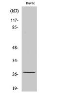 HSP27 (phospho Ser82) Polyclonal Antibody