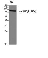 HSP90β (phospho Ser226) Polyclonal Antibody