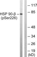 HSP90β (phospho Ser226) Polyclonal Antibody