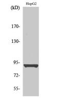 HSP90β (phospho Ser254) Polyclonal Antibody